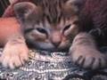 DJ Mangoo, Snow Bengal