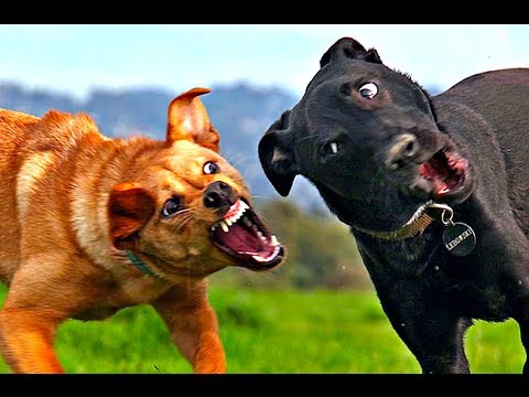 dog fights