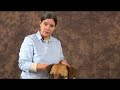 Acupressure for Arthritic Dogs : Dog Acupressure Basics