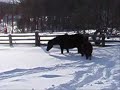 Trinkets First Snow