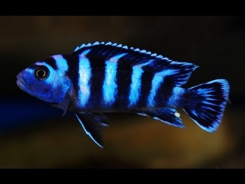 how to vent malawi cichlids