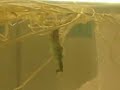 Mantis Molting
