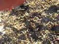mouton!