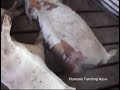 Rosebud Hog Factory - Part 2 Abscesses