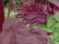 Video ansehen