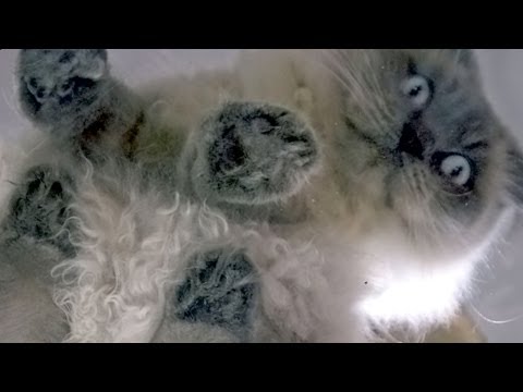 sitting - A tribute to cats in their finest form. Post to Facebook: http://on.fb.me/1cWHi5Z Like BuzzFeedVideo on Facebook: http://on.fb.me/1ilcE7k Post to Twitter: ht...
