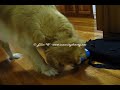 Mr Woofy and the ice cream container