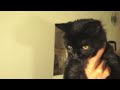 For the love of cats...