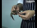 Atul Kochhal-Soft Shell Crab Recipe