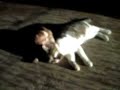 pilintra um pit bull chato