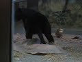 Chimpanzees, Oregon Zoo