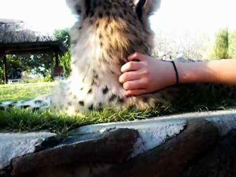 CHEETAHS IN AFRICA ^