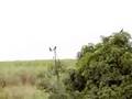 videos de Bando de maritacas video I