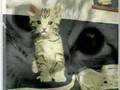 Miaou