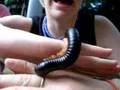 Giant Millipede