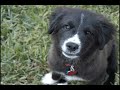 Sarah the Wonderdog-Agility Training; Austin, TX