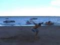 videos de Than's Backflip