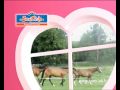 I Love Ponies - Mon Aventure Camping