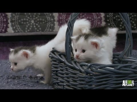 A Basket Full of Kittens %7C Too Cute%21