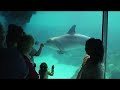 Dolphins DANCE! - Music Video