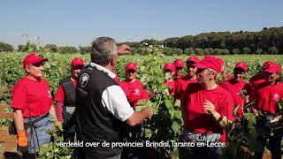 YouTube: Cantine Due Palme Chardonnay del Salento Santa Caterina
