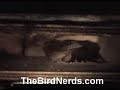 House Wren Invades Bat Box