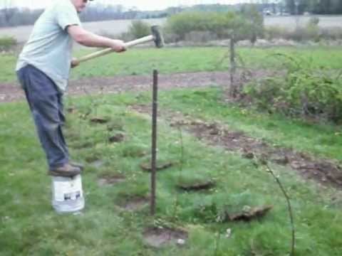 how to transplant blackberries bushes