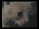 Video de mi gatito