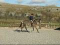 videos de 4 yrs 16 hh Bay Welsh X Settle