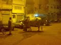 karachi bull 2009