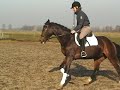 San remo x falco onder het zadel