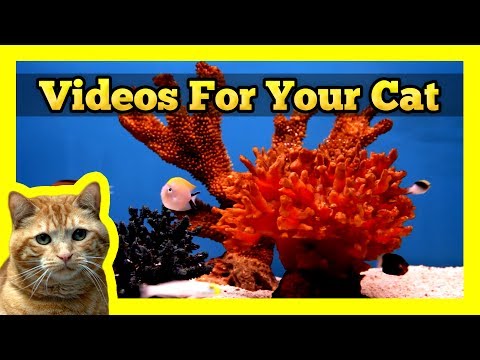 Videos For Your Cat - Fish Tanks (Trigger Fish, Yellow Wrasse, Domino Damsel)