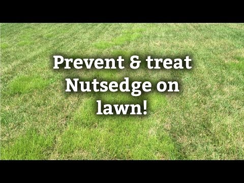 how to control purple nutsedge