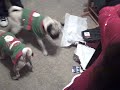 Dogs chasing lazers