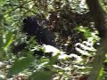Gorillas Bwindi NP