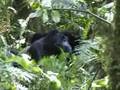Gorillas Bwindi NP