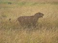 Lion Male In Masai Mara Lion Male In Masai Mara