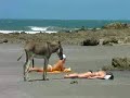 tchuquetoni.com - Pensa que eu sou burro?!
