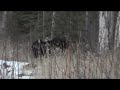 Big Canada Trophy Moose Hunting Alberta With Udells Guiding & Ou