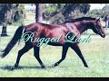 Our Past Equine Heros