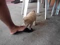 my puppy my puppy