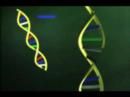 Free radicals explain