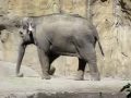 Asian elephants, Oregon Zoo