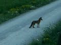 Fuchs auf der Jagd Fuchs auf der Jagd