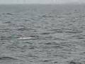 Dolphing jumping out of the water