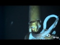 Giant Squid Caught on Tape for First Time for ...