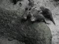 Cute otters again