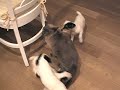 Cat Herding #1