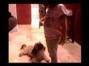 shitzu puppy pocholo