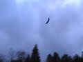 RC plane flying